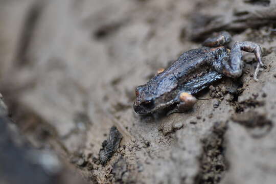 Image of Bibron’s Toadlet