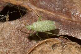 Image of Orthotylus flavosparsus (C. Sahlberg 1841)