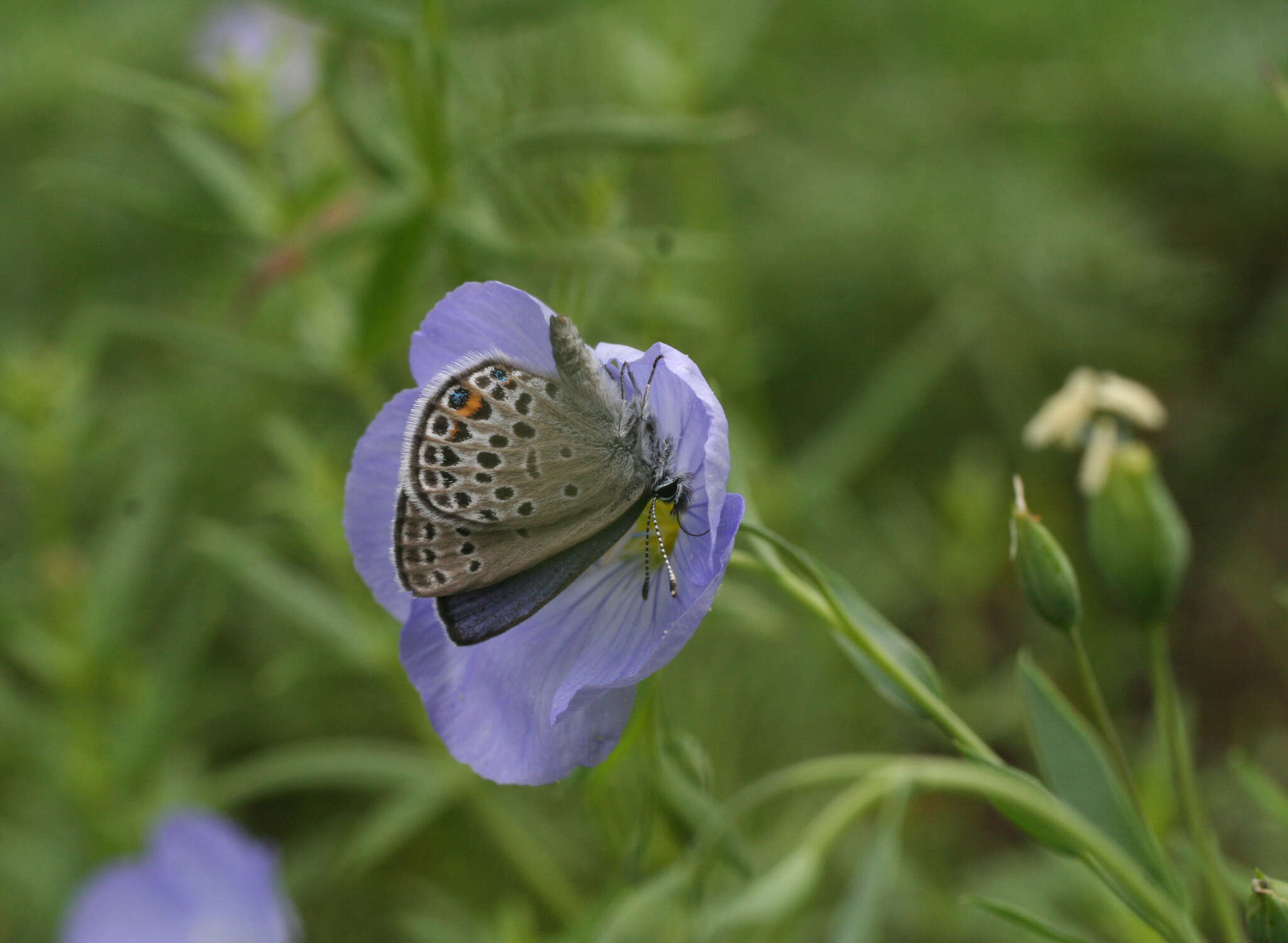 Imagem de Linum komarovii Juz.