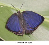 Image of Tamil Oakblue