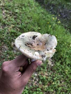 Image of Russula virescens (Schaeff.) Fr. 1836