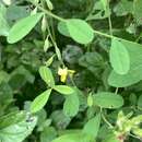 Image of Crotalaria albida Roth