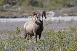 Image of Ovis canadensis canadensis Shaw 1804