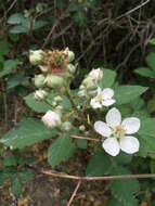 Image of Himalayan blackberry