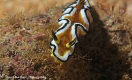 Image of Black edge white brown slug