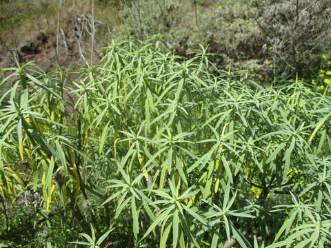 Image of Euphorbia lamarckii Sweet