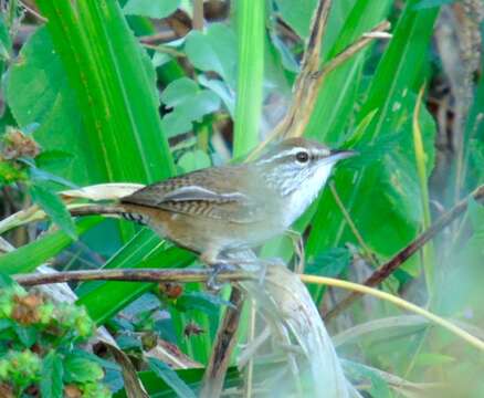 Image of Sinaloa Wren