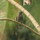 Image of Rarotonga Starling