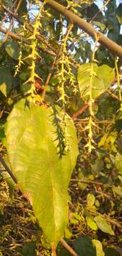 Alchornea cordifolia (Schumach. & Thonn.) Müll. Arg. resmi