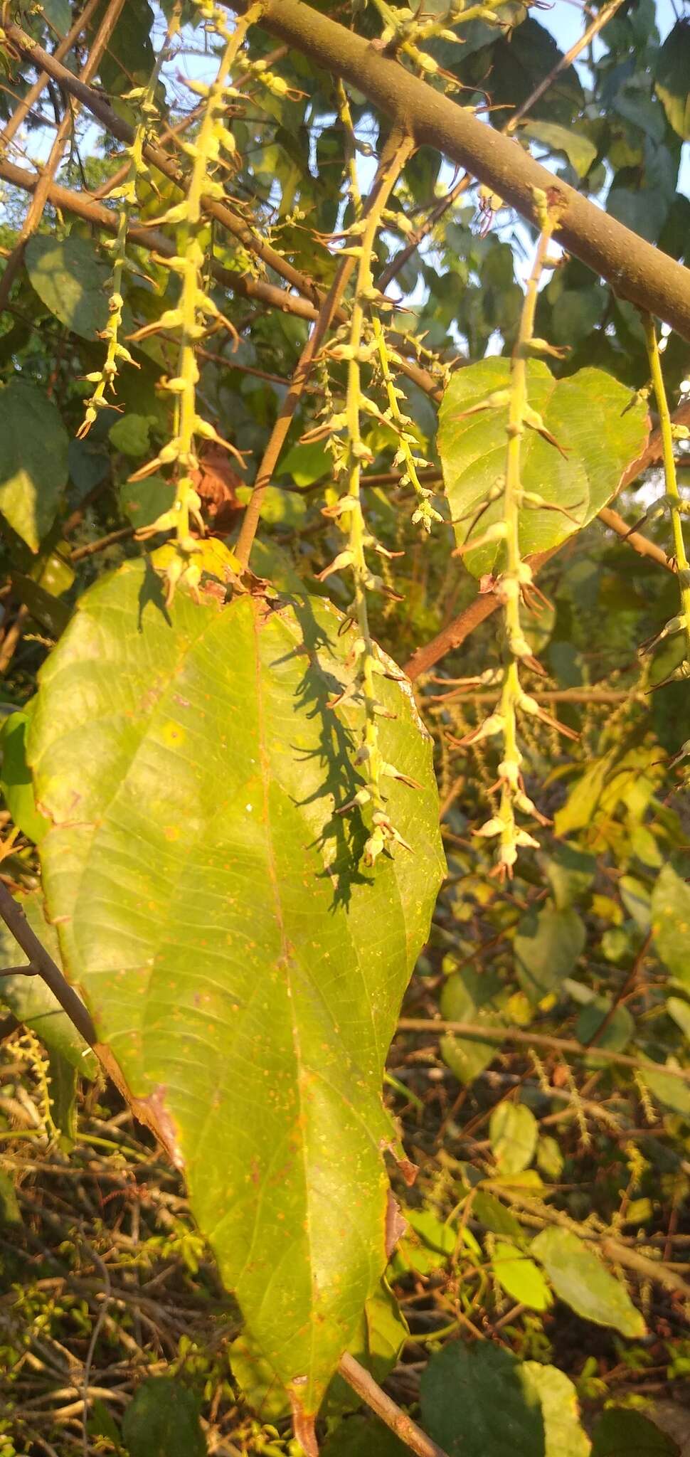 Слика од Alchornea cordifolia (Schumach. & Thonn.) Müll. Arg.