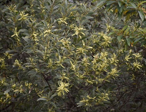 Image of Acacia celsa Tindale