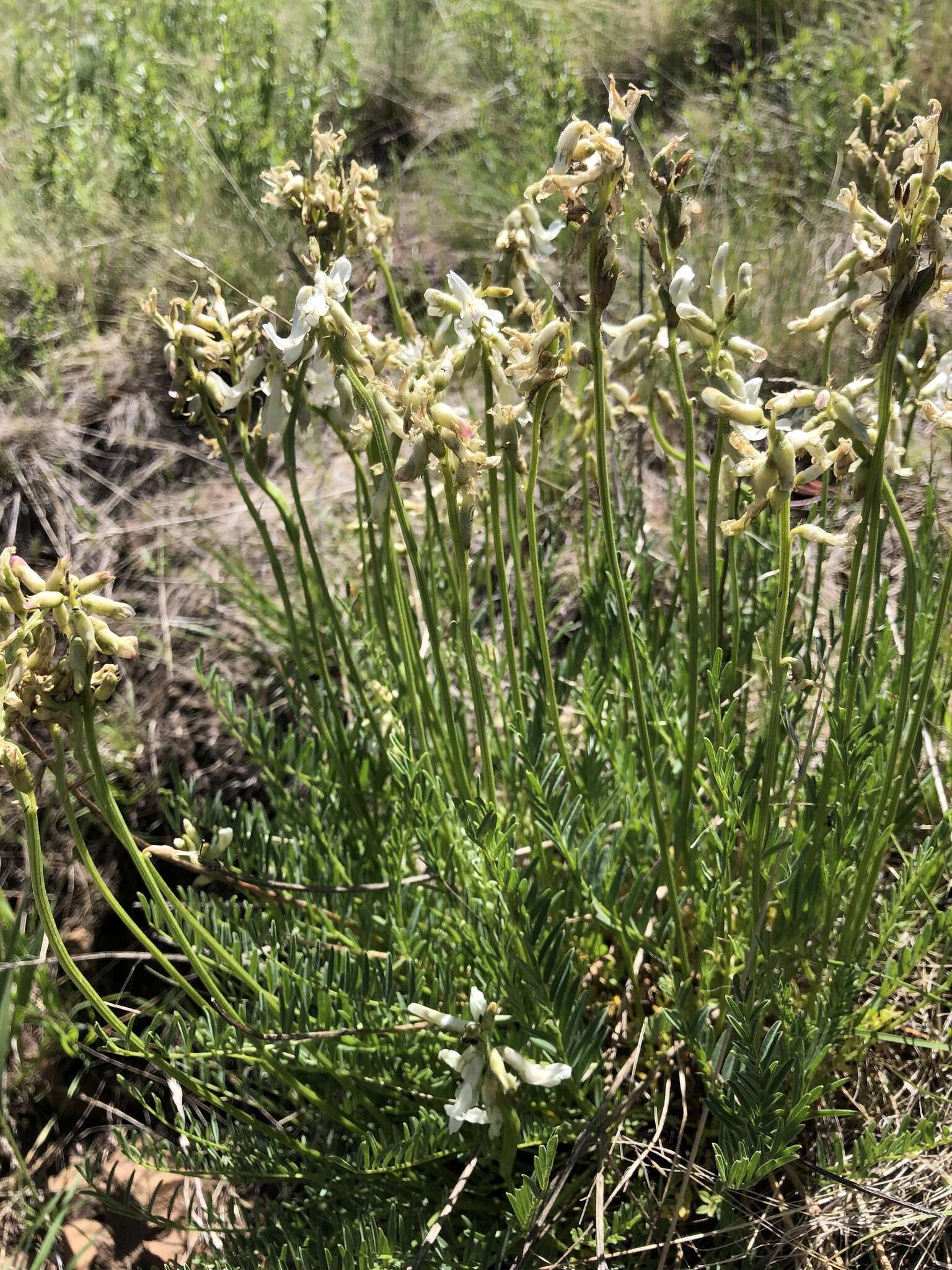 Imagem de Astragalus sheldonii (Rydb.) Barneby