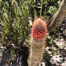 Image of Micranthocereus flaviflorus subsp. alvinii