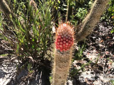 Sivun Micranthocereus flaviflorus Buining & Brederoo kuva