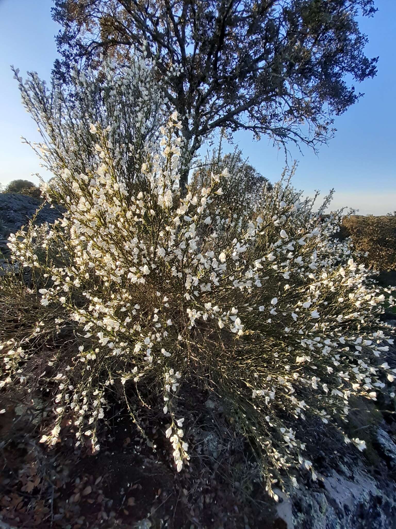 Image of white spanishbroom