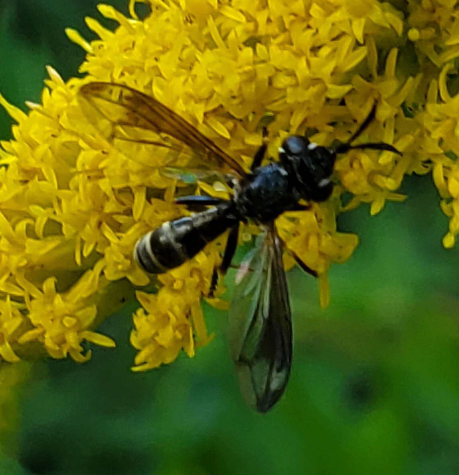 Слика од Physoconops sylvosus (Williston 1882)