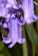 Image of Common Bluebell