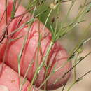 Image of Wahlenbergia debilis H. Buek