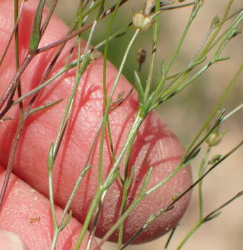 Wahlenbergia debilis H. Buek resmi