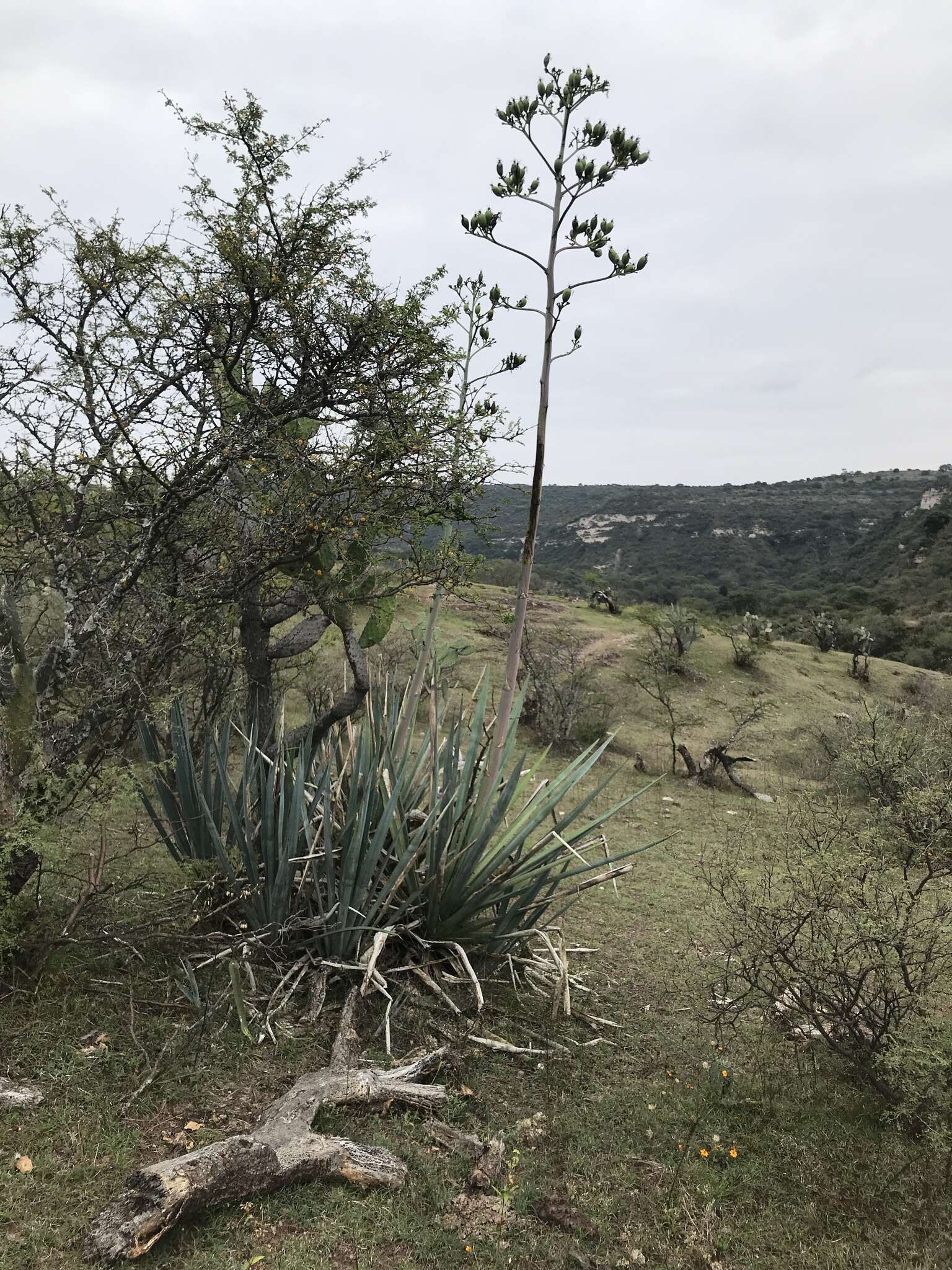 Image of tequila agave