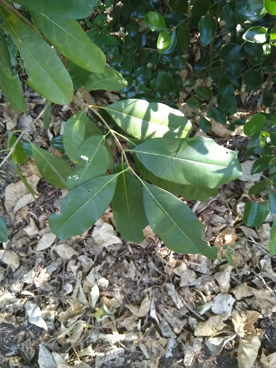 Image de Chionanthus ramiflorus Roxb.