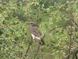 Image of Eastern Pied Wheatear