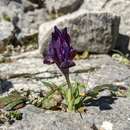 Iris pumila subsp. attica (Boiss. & Heldr.) K. Richt.的圖片