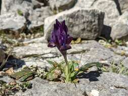 Image of Iris pumila subsp. attica (Boiss. & Heldr.) K. Richt.