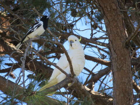 Image of Cacatua galerita galerita (Latham 1790)