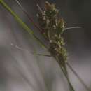 Image of Carex schiedeana Kunze