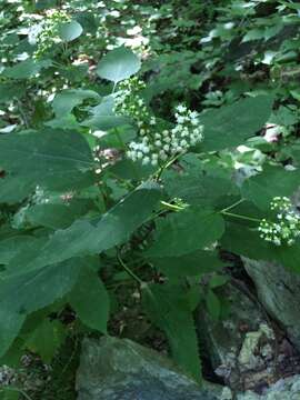 Image of white snakeroot