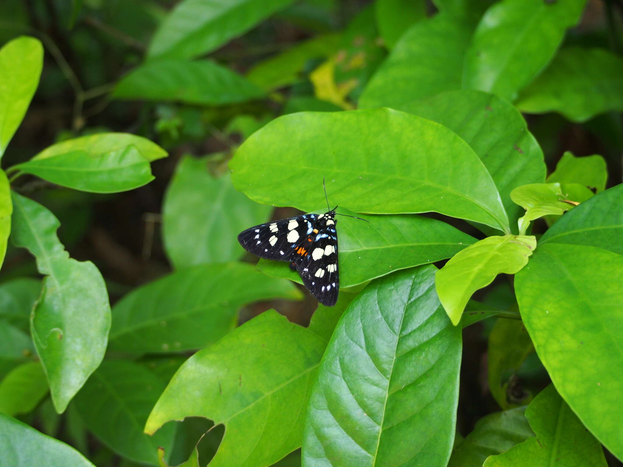 Image of Episteme lectrix Linnaeus 1764