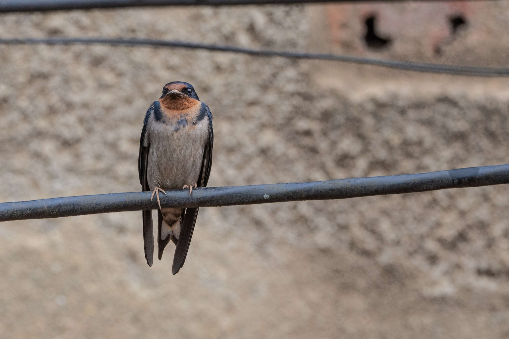 Image of Angola Swallow