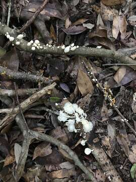 Marasmiellus cubensis (Berk. & M. A. Curtis) Singer 1962 resmi