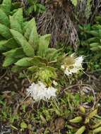 Image of Cantua quercifolia Juss.