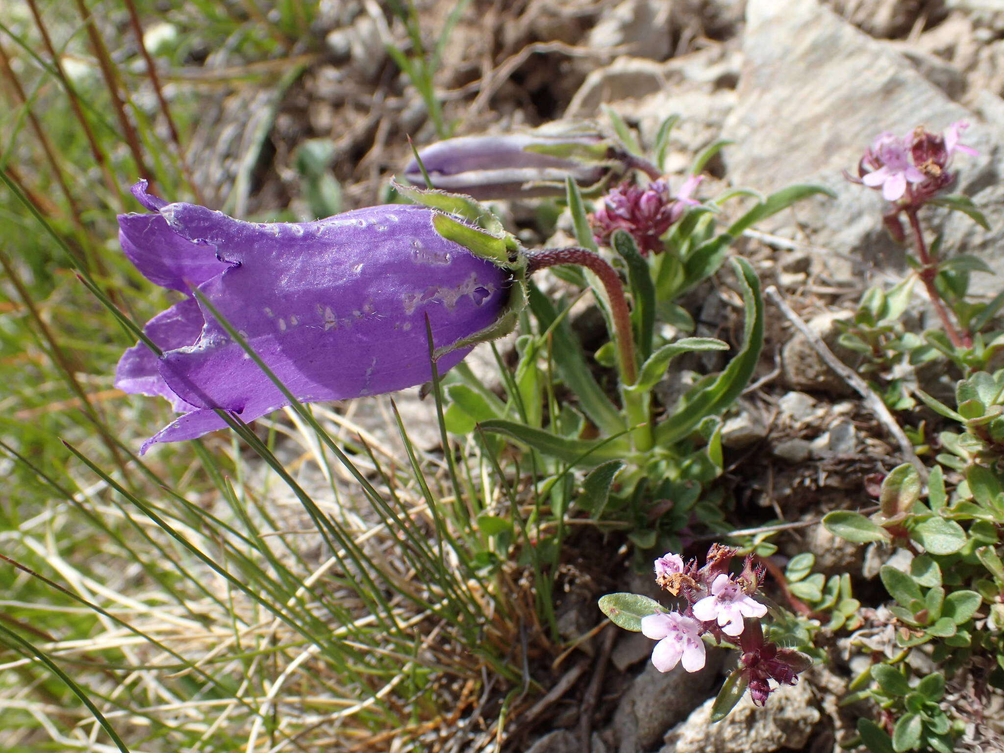 Image of Provence Bellflower