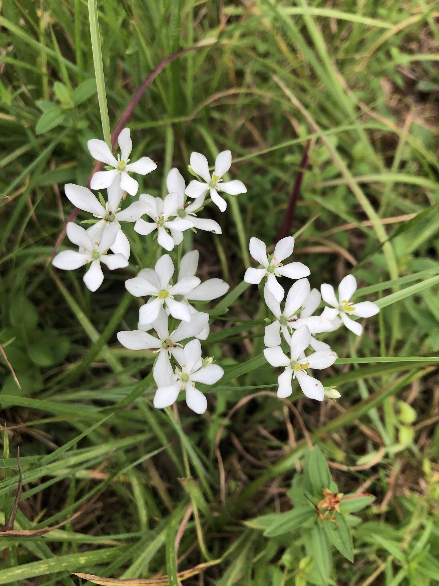 Sabatia quadrangula Wilbur resmi