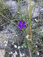 Image of Small waxlip orchid