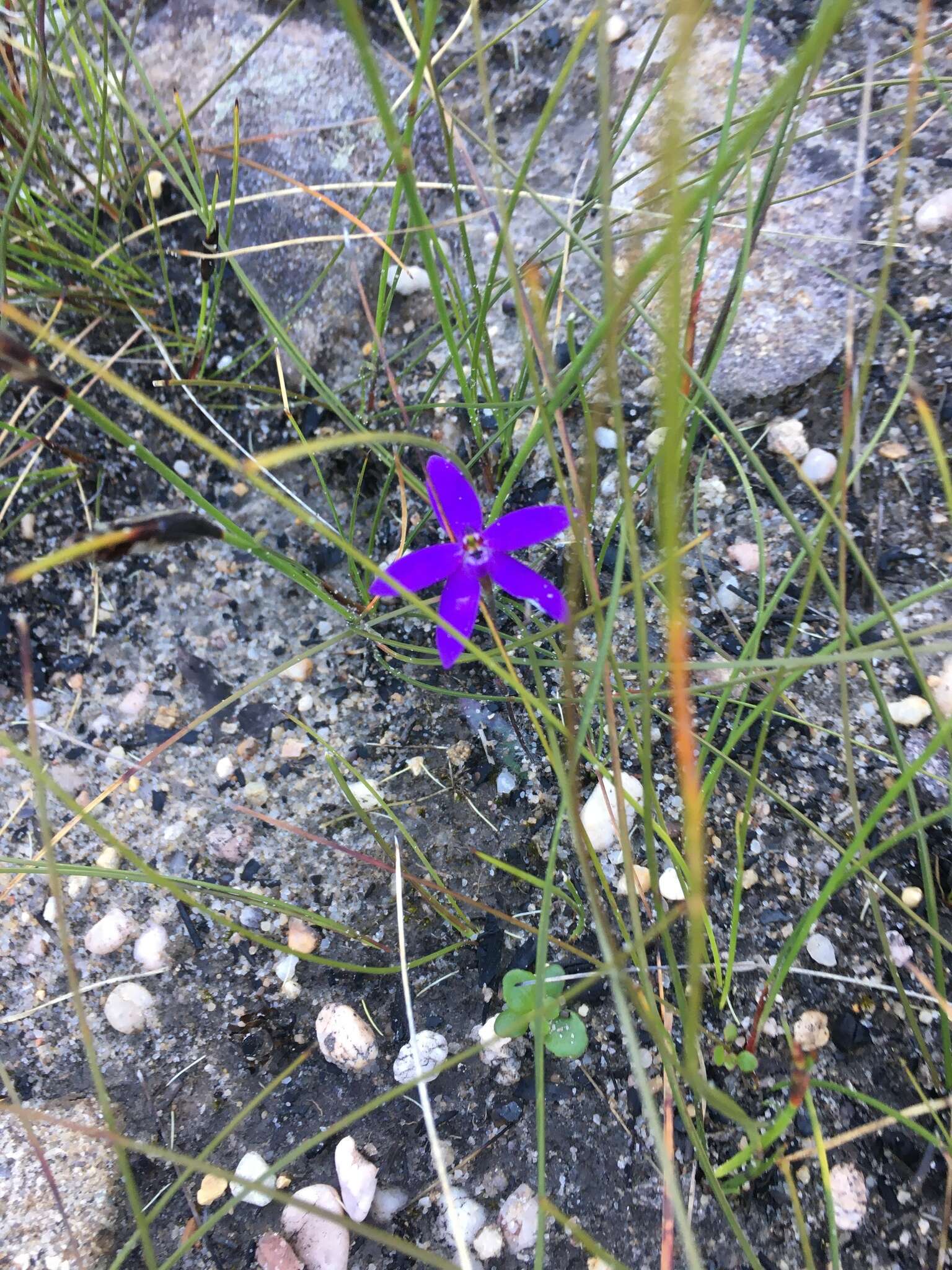 Image of Small waxlip orchid