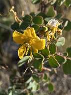 Plancia ëd Senna purpusii (Brandegee) H. S. Irwin & Barneby