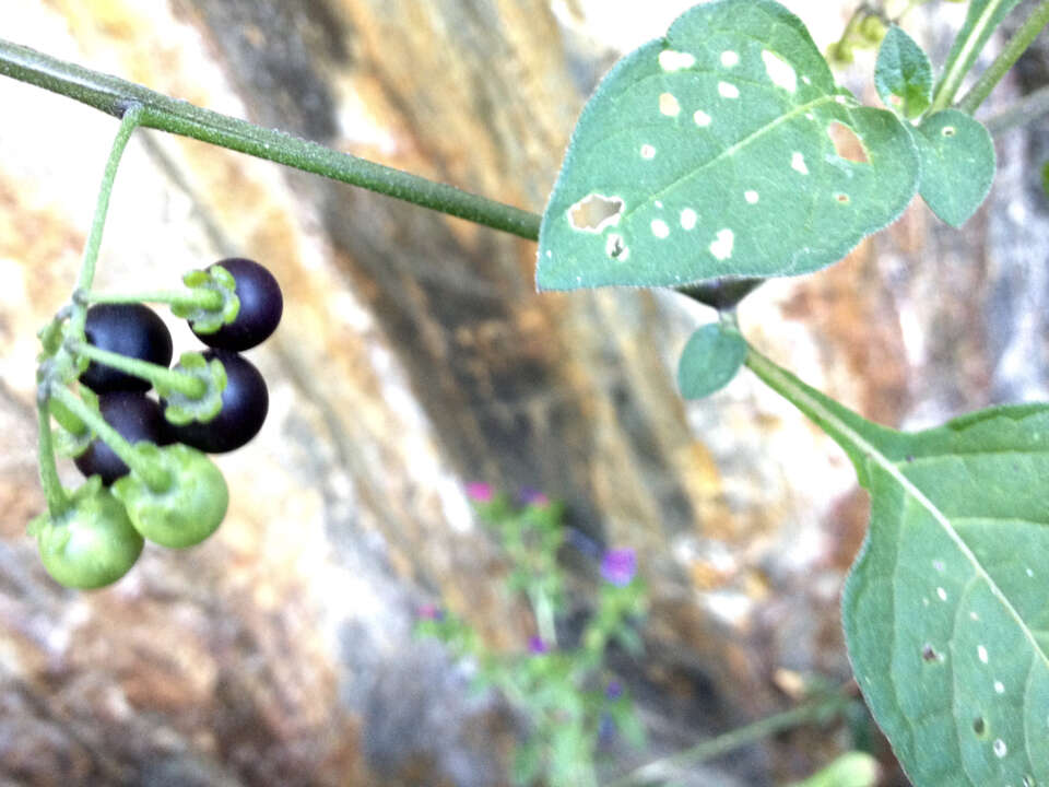 Plancia ëd Solanum nigrum L.