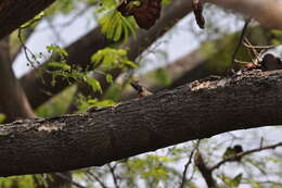 Image of Black-nosed Lizard