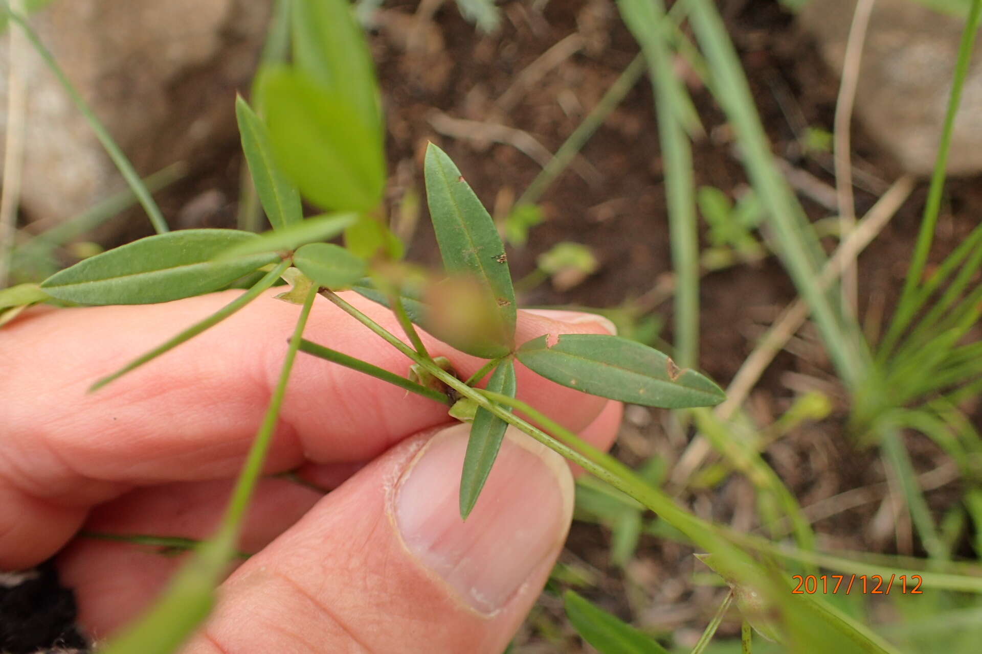 Image of Caterpillar bean