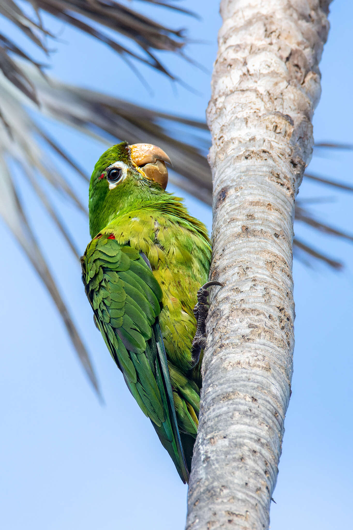 Image of Hispaniolan Conure