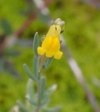 Image de Linaria munbyana Boiss. & Reuter