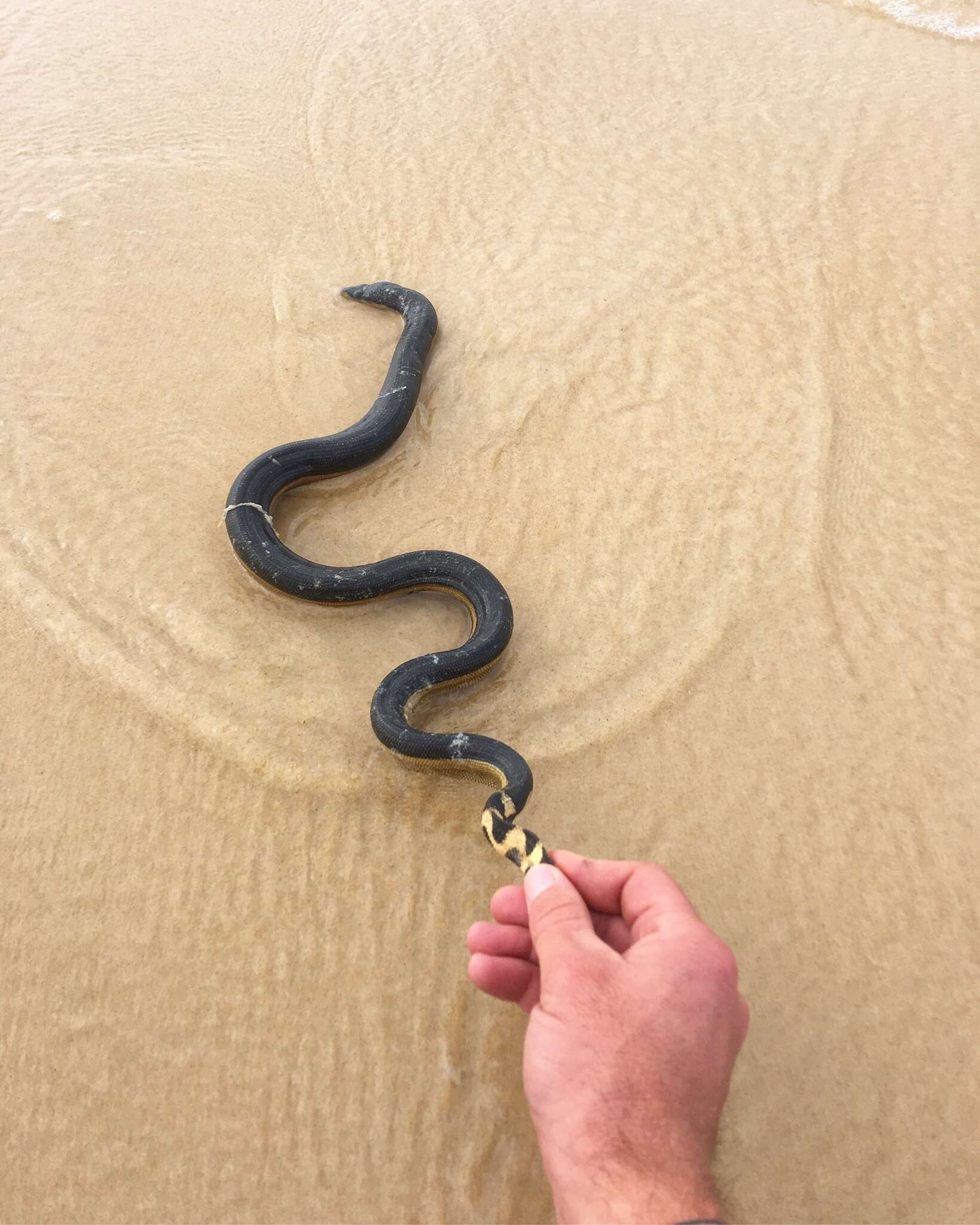 Image of Yellow-bellied sea snake