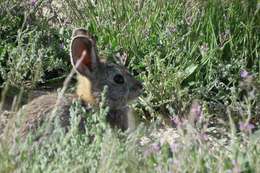 Image of pygmy rabbit