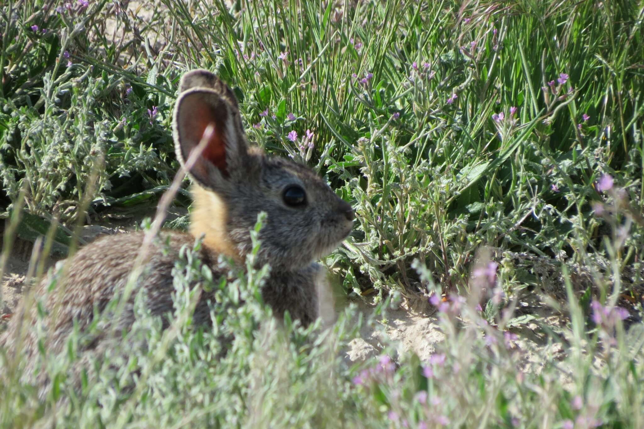 Image of pygmy rabbit