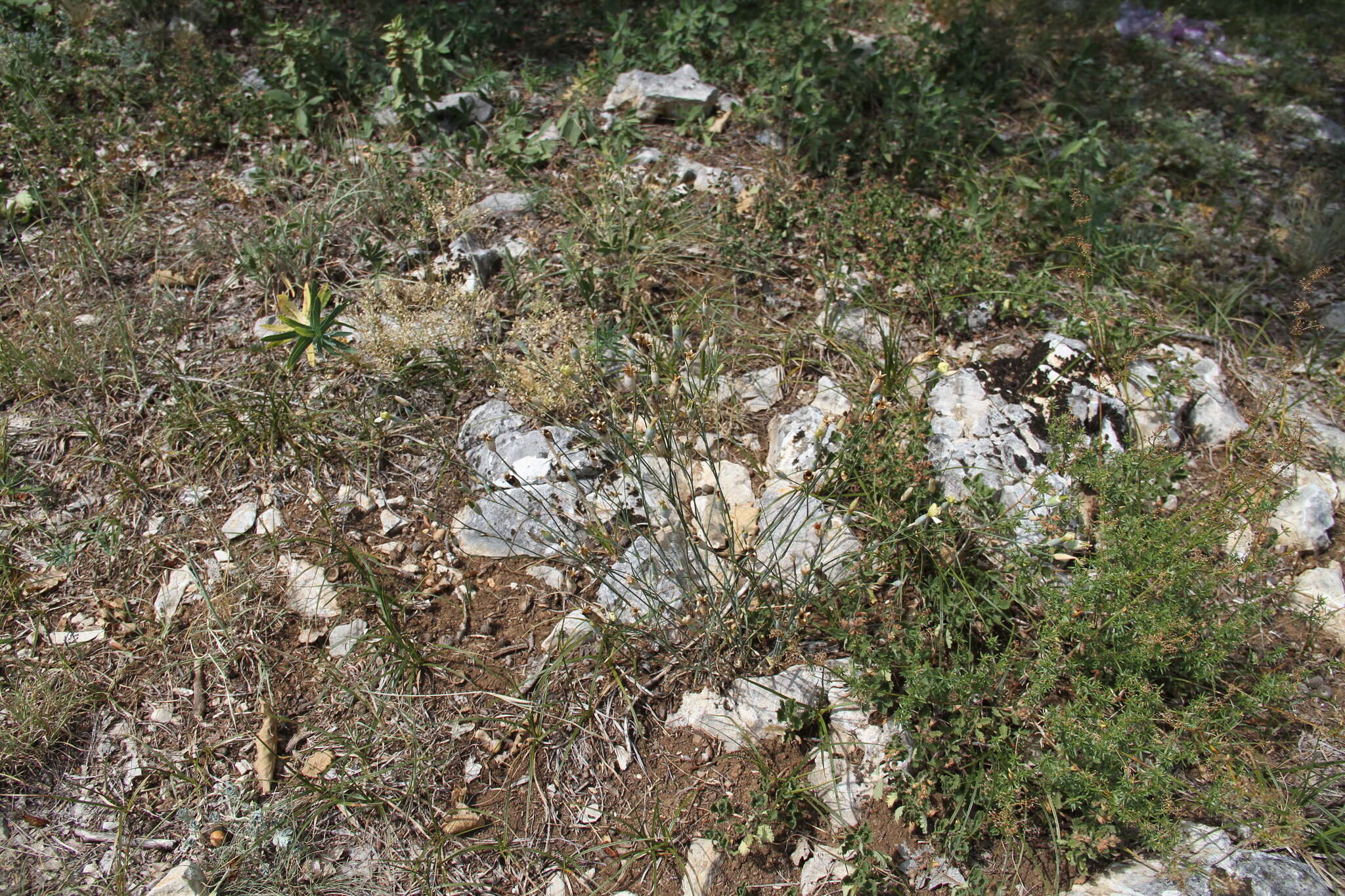 صورة Dianthus marschallii Siskin