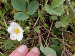 Image of Fragaria ananassa subsp. cuneifolia (Nett. ex Howell) G. Staudt